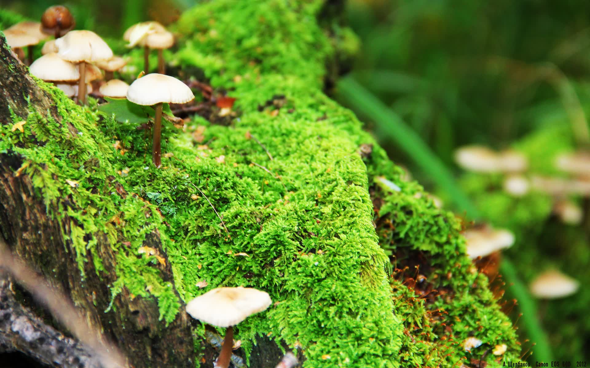 世界举重康复线上课程结营:学员掌握伤后重返训练方案,世界举重比赛现场视频